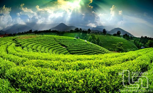 Vùng chè dưới chân dãy núi Tam Đảo (Đại Từ). Ảnh: C.T.V