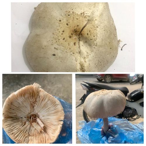 Loại nấm mọc tự nhiên trong rừng quế gây ngộ độc cho 4 người ở xã Thượng Hà (huyện Bảo Yên).