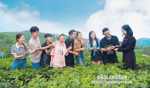 Cách đó không xa, điểm du lịch đồi chè Tre Hóa nằm trong thị trấn Nông trường Thái Bình cũng là một địa điểm hấp dẫn được nhiều du khách lựa chọn trải nghiệm. Đây là một trong những đồi chè có tuổi đời lâu năm trên địa bàn huyện.