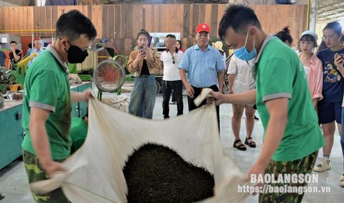 Rất nhiều khách tham quan tỏ ra hứng thú, ghi lại hình ảnh đẹp tìm hiểu về quá trình chế biến chè, từ việc lựa chọn búp chè tươi, sao chè đến quá trình tạo hình, sấy chè… 