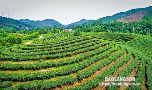Từ đầu năm 2022, huyện Đình Lập đã lựa chọn đồi chè tại thôn Hòa An, xã Thái Bình và đồi chè Tre Hóa, thị trấn Nông trường Thái Bình đưa vào thí điểm xây dựng mô hình du lịch sinh thái, nông nghiệp. Hai đồi chè trên được lựa chọn trở thành điểm khai thác du lịch bởi đây là các địa bàn trồng chè rộng với phong cảnh đẹp, hùng vĩ, nổi bật nhất trong các đồi chè trên địa bàn huyện. (trong ảnh là đồi chè Hòa An, xã Thái Bình).