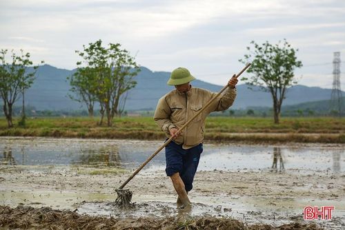  Bà con nông dân tranh thủ ra đồng từ sáng sớm để tránh cái nắng oi bức của mùa hè. 