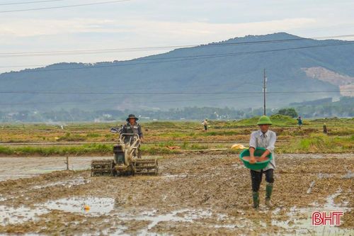  Vụ hè thu 2024, huyện Cẩm Xuyên sản xuất hơn 9.100 ha lúa. 