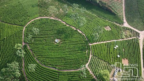 Người dân xóm Phú Ninh (xã Phú Đình, Định Hóa) xây dựng đồi chè đẹp để phục vụ khách tham quan, trải nghiệm.