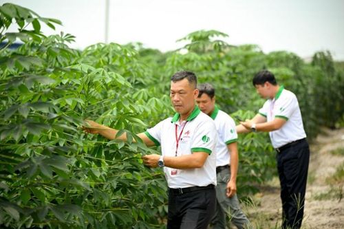 Ajinomoto Việt Nam tích cực hỗ trợ và theo sát quá trình canh tác khoai mì của các hộ nông dân thuộc dự án.
