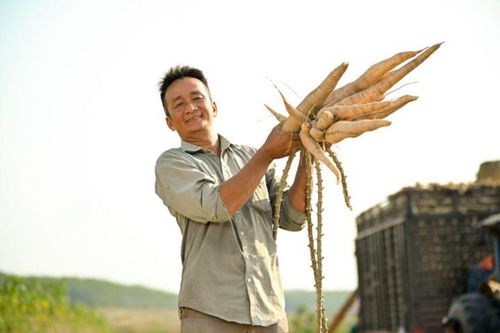 Ông Sơn hào hứng thu hoạch khoai mì với năng suất gần gấp đôi nhờ Dự án của Ajinomoto.