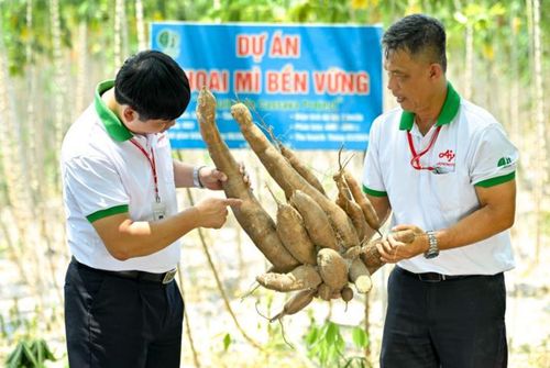 Giống cây khoai mì HN1 cho năng suất cao hơn được triển khai thuộc Dự án Khoai mì bền vững.
