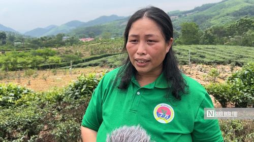 Bà Trần Thị Kim Cúc - công nhân Công ty Cổ phần chè Thái Bình
