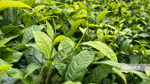Gắn cây chè trong phát triển du lịch tại huyện Đình Lập