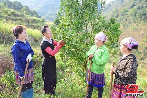 Người cao tuổi bản Pha Luông, xã Chiềng Sơn, huyện Mộc Châu, trao đổi kỹ thuật chăm sóc cây ăn quả với người dân.