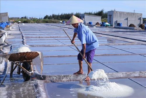 Diêm dân xã Bạch Long xúc muối lên xe để mang về kho.