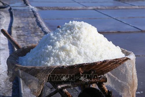 Xe muối sau khi thu hoạch của diêm dân trên cánh đồng muối Bạch Long.
