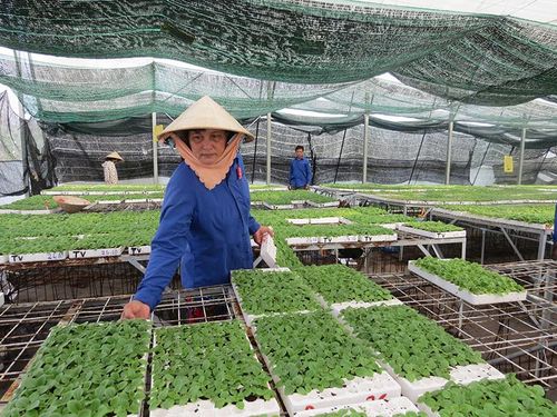 Nông dân chăm sóc hoa kiểng