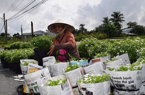 Với việc áp dụng khoa học, công nghệ trong sản xuất, hiện nay người nông dân đã có thể trồng hoa quanh năm
