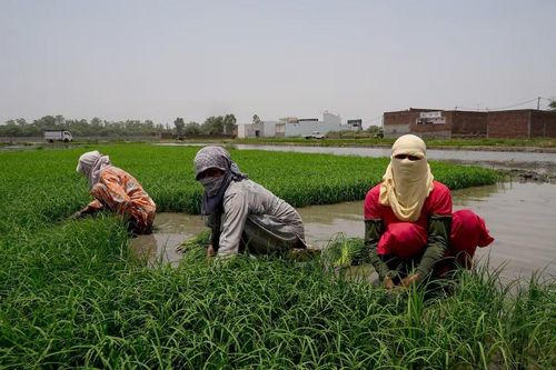 Nông dân ở Karnal, bang Haryana, phía bắc Ấn Độ che mặt để chống nóng. Nguồn: Reuters.