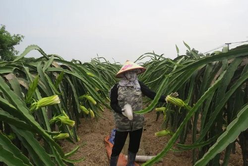 Gia đình chị Hòa có kinh nghiệm trồng thanh long ruột trắng đem lại năng suất cao.