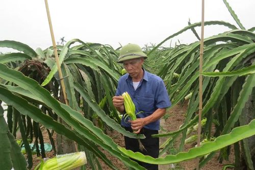 Đến nay, diện tích trồng thanh long trên địa bàn thôn Trực Trang đạt đến 40 ha.