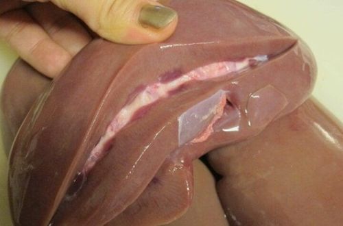 Bạn có biết bí quyết xử lý cật heo hết mùi hôi. (Ảnh: Littleballofmadness)