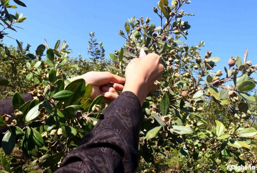Bà con đi hái sim thường không mang bao tay bởi mang bao tay sẽ khó thao tác, quả sim nhỏ, dễ rụng, hái tay trần sẽ nhanh hơn. Yêu cầu người đi hái sim chỉ hái quả chín, hái cây nào thì sạch cây đó, hái vùng nào gọn vùng đó. Khi lên núi, người dân hái sim theo kiểu dàn hàng ngang hoặc tản ra, mỗi người hái một vùng. Ảnh: Huy Thư