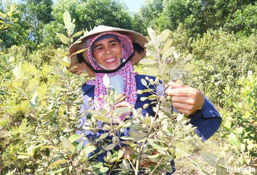 Bà Nguyễn Thị Thảo ở xóm Kim Sơn, xã Thanh Xuân cho biết, gia đình bà có khoảng 2 ha sim. Mùa sim chín, vợ chồng bà thường xuyên vào núi hái sim. Những hôm sim chín nhiều, bà phải thuê thêm người trong vùng đi hái. Tùy vào từng gia đình, có nhà 1 ngày hái 1 lần, có nhà 2 ngày hái 1 lần. Trung bình, mỗi năm, bán sim quả, gia đình bà cũng kiếm được trên dưới 20 triệu đồng. Ảnh: Huy Thư