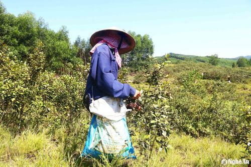 Người dân Thanh Chương đi hái sim thường mang theo túi, bì, nước... Trong quá trình hái sim, bà con thường treo 1 cái túi trước bụng hay bên hông, hái được chừng nào thì bỏ sim vào đó, khi chiếc túi này đầy thì đổ sim vào bì tải. Ảnh: Huy Thư
