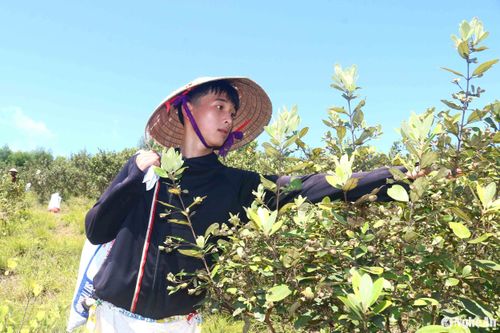 Dịp này, nhiều em học sinh cũng lên rừng đi hái sim để kiếm thêm thu nhập. Em Nguyễn Văn Thiết (17 tuổi) ở xã Thanh Xuân chia sẻ: "Những ngày qua, em và mẹ cùng đi hái sim cho các hộ trong làng. Hôm nào nắng to, xác định đi hái sim thì phải đi sớm để về sớm. Trung bình, mỗi buổi lên rừng hai mẹ con sẽ hái được khoảng 25 -27 kg". Ảnh: Huy Thư