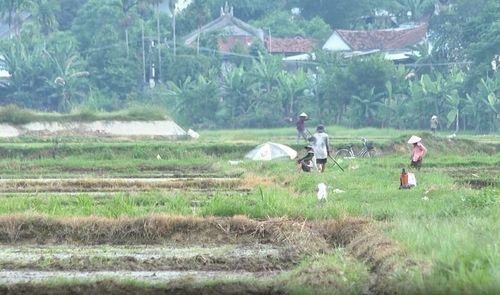 Tình trạng chậm cấp sổ đỏ sau dồn điền đổi thửa xảy ra ở nhiều địa phương của huyện Tư Nghĩa.