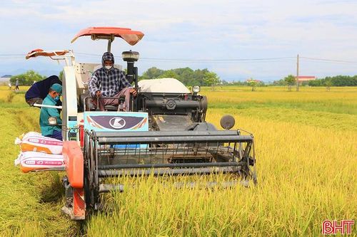 Máy gặt đập liên hợp giúp bà con nông dân Hà Tĩnh đẩy nhanh tiến độ thu hoạch vụ hè thu. Ảnh Thúy Quỳnh.
