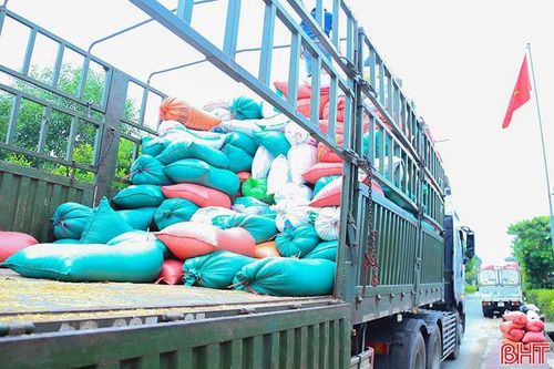 Giá lúa Khang Dân 18 thương lái thu mua với giá 6.500 - 6.700 đồng/kg.