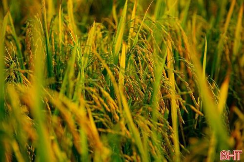 Các cánh đồng lúa đã ngả màu vàng, nông dân đang bước vào vụ thu hoạch tập trung từ nay đến 30/8, phấn đấu hoàn thành thu hoạch trước ngày 5/9.