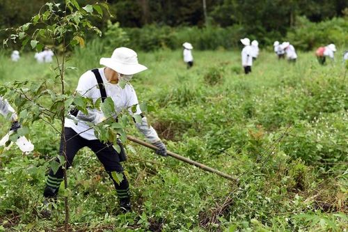 Hàng trăm nhân viên của L’Oreál Việt Nam cùng “Trồng rừng cho tương lai”.(ảnh: T. Trinh) 