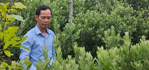 Nhiều diện tích rừng kém hiệu quả chuyển đổi sang trồng sim mang lại hiệu quả kinh tế cao.