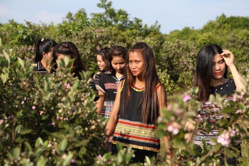 Vào mùa sim, người dân ở thảo nguyên Bùi Hui có thêm thu nhập từ hái sim rừng. Ảnh: Minh Ngọc