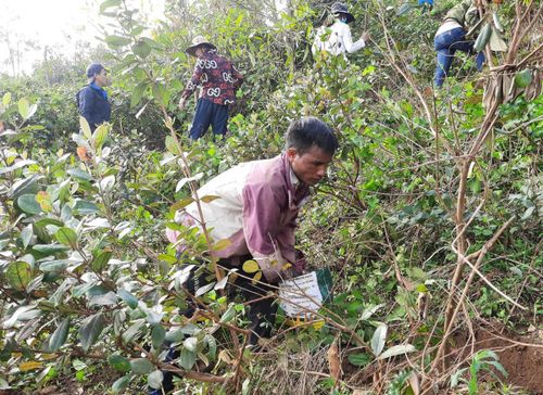 Anh Phạm Văn Đon thực hiện mô hình “Cải tạo cây sim Bùi Hui” cho hơn 300 cây sim của gia đình mình. Ảnh: Minh Ngọc