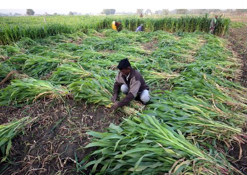 Nông dân thu hoạch ngô trên một cánh đồng ở ngoại ô Ahmedabad, Ấn Độ. Nguồn: Reuters.