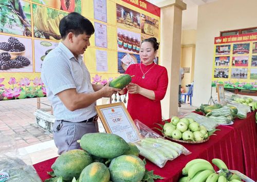 Giới thiệu đu đủ Nam Sơn - sản phẩm OCOP đến người tiêu dùng. Ảnh: Minh Phú