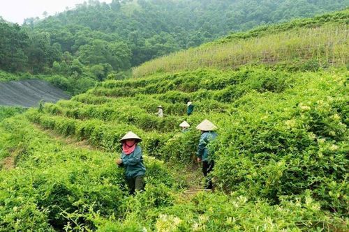 Cánh đồng dược liệu của Hợp tác xã Bảo tồn và Phát triển dược liệu Sóc Sơn (xã Bắc Sơn) - vùng nguyên liệu để sản xuất sản phẩm OCOP. Ảnh: Minh Phú