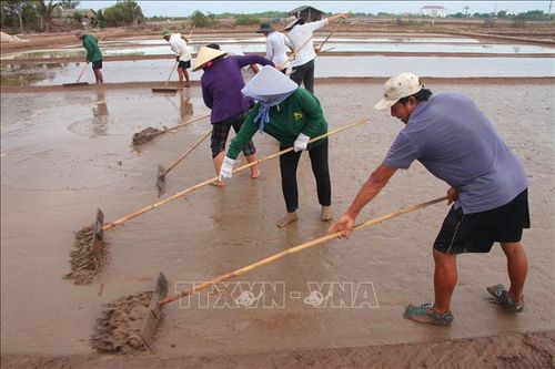 Diêm dân xã Điền Hải (huyện Đông Hải) tất bật sửa soạn lại các ruộng muối chuẩn bị cho vụ sản xuất mới.