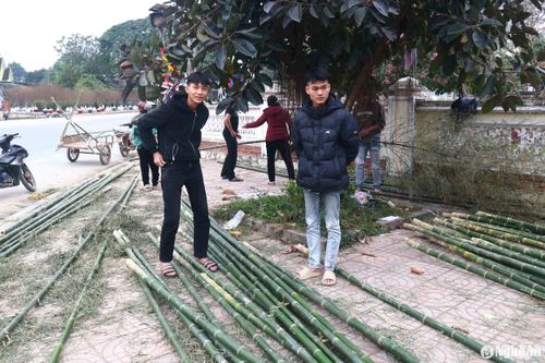Dịp này, thanh niên ở các địa phương có phong trào chơi nêu Tết thường lập nhóm từ 3 -7 người rủ nhau đi buôn cây may cần (một loài cây thuộc họ nhà tre). Một thanh niên đang bán cây may cần ở xã Minh Tiến (Thanh Chương) cho biết: Nhóm của anh chặt cây may cần từ huyện Anh Sơn, sau đó thuê xe chở về quê để bán cho người dân trong vùng. Ảnh: Huy Thư