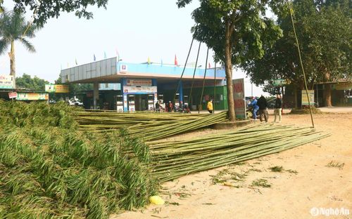 Đi dọc Quốc lộ 46, Quốc lộ 7..., không khó để bắt gặp cảnh người dân bán may cần, luồng, tre... làm nêu đón Tết. Có những điểm bán tập trung hàng trăm cây may cần có ngọn xanh tốt đang chờ người dân đến mua. Ảnh: Huy Thư