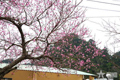 Hoa đào phai nở rộ làm bừng sáng cả núi rừng. 