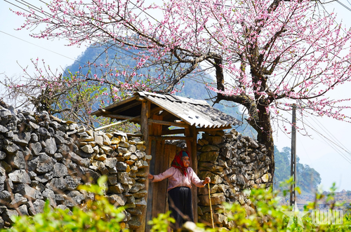  Không chỉ có các chàng trai, cô gái, những cụ bà đồng bào Hà Giang cũng phấn khởi đón mùa xuân mới. 