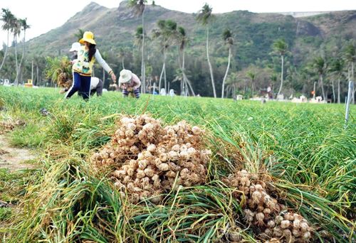 Tỏi là một loại gia vị truyền thống quen thuộc với bữa cơm của các gia đình người Việt Nam. Ảnh: CTV