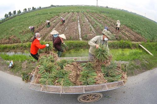 Những cánh đồng hành tỏi, khi người ta gánh nước tưới, mùi thơm bay khắp chốn. Phùng Tuệ