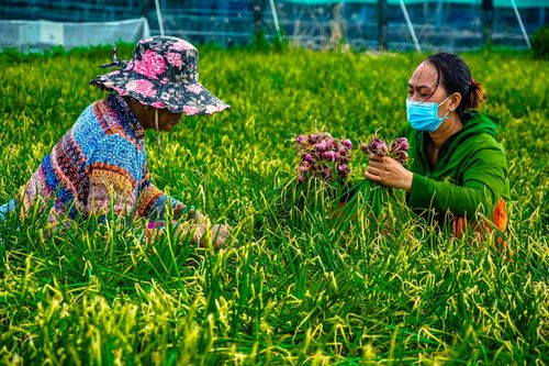 Khi hành đã già, củ to, cuối năm xuống dọc, chỉ còn mấy lá đã héo dần thì người ta thu hoạch. Ảnh: Văn Dương