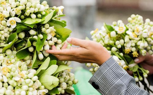 Mùa hoa bưởi tháng Hai. Ảnh minh họa: AFM