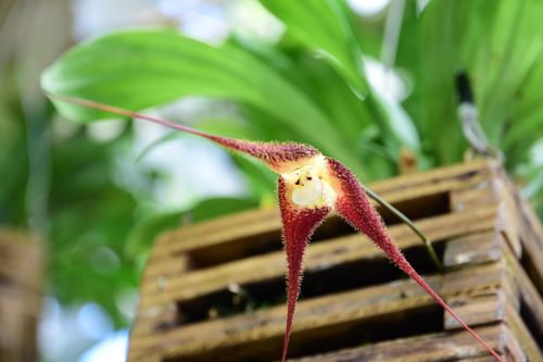 Lan mặt khỉ gigas được tìm thấy đang sinh trưởng giống như địa lan trong rừng trên độ cao 1.800-2.550 m, ở Colombia, Ecuador