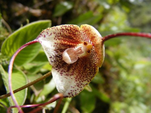 Lan mặt khỉ erythrochaete được tìm thấy tại các khu rừng có độ cao 1.100-2.000 m, ở Costa Rica, Panama