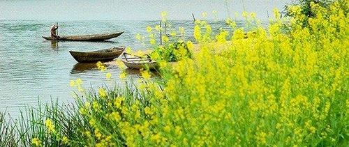 Giêng hai hoa cải vàng rực ven sông (ảnh minh họa)