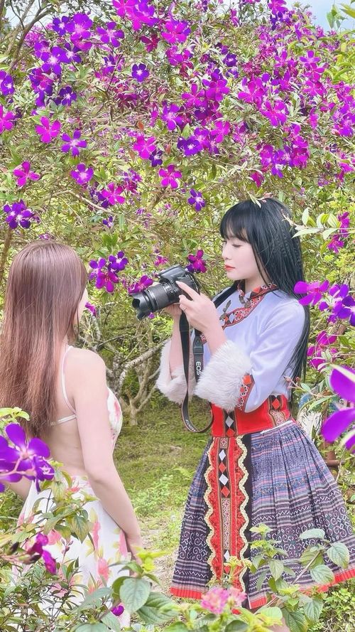 Mùa sim nở ở Suối Giàng là thời điểm lý tưởng để du khách ghé thăm, cảm nhận sự giao hòa giữa thiên nhiên và con người, nhâm nhi chén trà Shan tuyết dưới tán cây cổ thụ, tận hưởng trọn vẹn vẻ đẹp của vùng cao Tây Bắc.